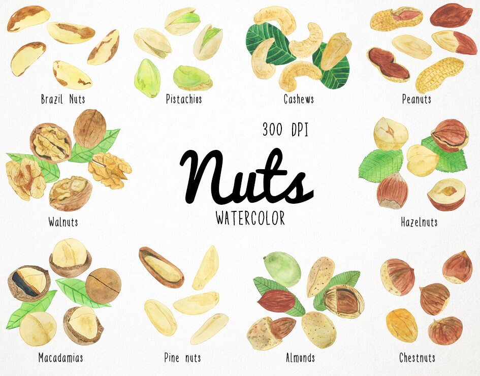 Nut Nuts Etsy