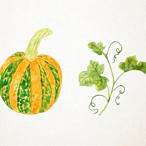May include: Watercolor painting of a small, round pumpkin with orange and green stripes, and a green stem. Beside it is a watercolor illustration of green leaves and vines. The artwork is on a white background.