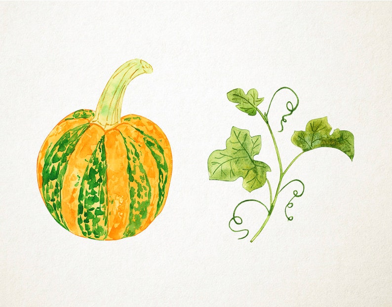 May include: Watercolor painting of a small, round pumpkin with orange and green stripes, and a green stem. Beside it is a watercolor illustration of green leaves and vines. The artwork is on a white background.