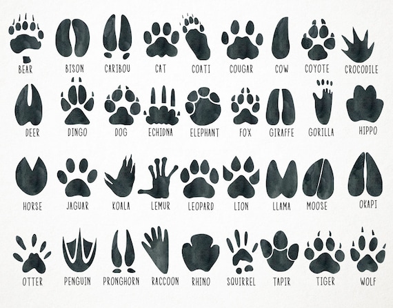 Animal Tracks Clipart, Footprints Graphic by Paulaparaula