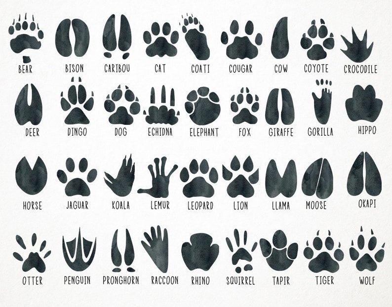 Watercolor Animal Tracks Clipart, Footprints Clipart, Footprints Clip Art, Footprints Illustration, Footprints PNG, Animal Tracks Clip Art image 2