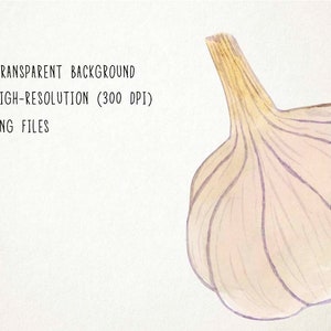 May include: A watercolor illustration of a single garlic bulb with a light brown stem and a pale purple hue.