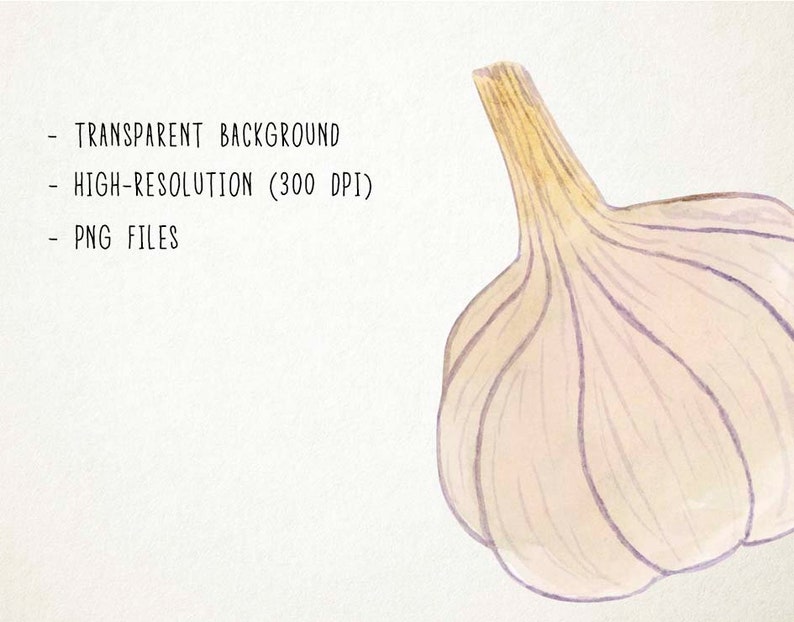May include: A watercolor illustration of a single garlic bulb with a light brown stem and a pale purple hue.