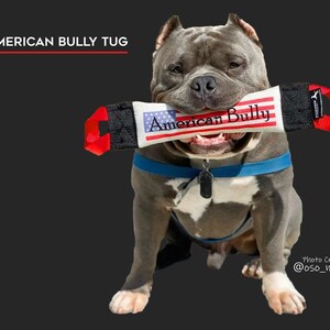 AMERICAN BULLY fire hose tug