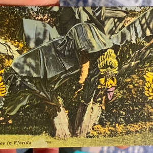 Lindo cartão postal de linho antigo de uma bananeira na Flórida