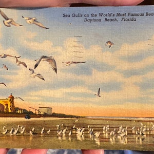 Cartão postal de linho antigo de gaivotas em Daytona Beach, Flórida, 1956