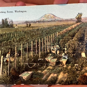 Bella cartolina fotografica reale RPPC colorizzata bella della "tipica scena di raccolta del luppolo" Yakima Valley nello stato di Washington