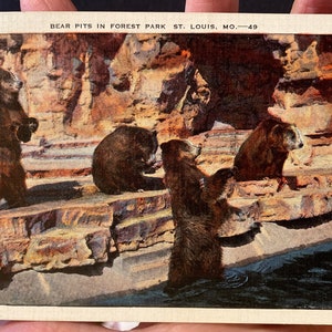 Antike Vintage Leinen Postkarte von Bärenkernen im Forest Park im St Louis Zoo in Missouri