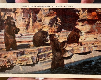 May include: A vintage postcard showing four brown bears in a rocky enclosure. The postcard reads "Bear Pits in Forest Park St. Louis, Mo. - 49".