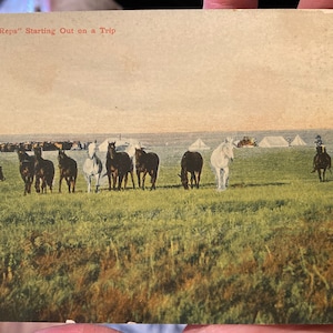 Lovely Antique Linen Colorized Postcard of Wild Horses Cowboy RPPC Real Photo