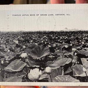Belle carte postale RPPC antique des célèbres lits de lotus de Grass Lake à Antioch, Illinois