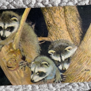 Carte postale en lin vintage antique des ratons laveurs dans le parc forestier du zoo de St Louis dans le Missouri