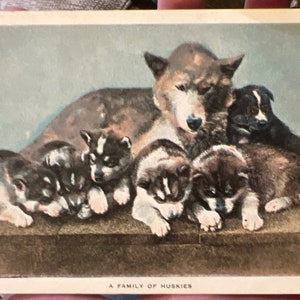 Belle carte postale antique de la famille Husky de l’Alaska