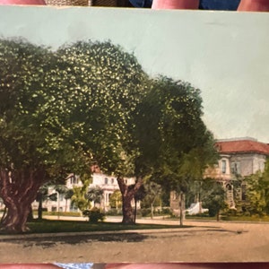 Lovely Colorized Postcard of Rose Covered Oak in Alameda, California