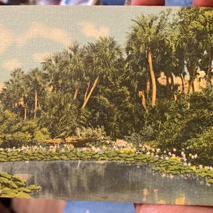 Antike Leinen Postkarte von Seerosen in Blüte im sonnigen Süden