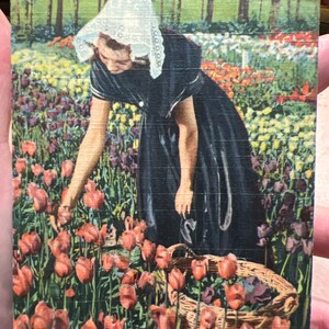 Schöne Antike Leinen Postkarte Tulpenzeit, Nelis Tulip Farm in Holland, Michigan