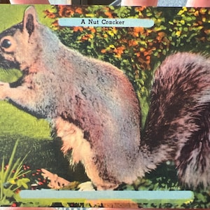 Cartão postal de linho antigo legal de um esquilo “Um quebra-nozes”