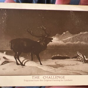 Cartão postal antigo e legal de Bull Elk “O desafio: gravado na pintura original de Landseer” 1911