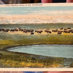Bella cartolina di lino colorizzata antica di Buffalo Herd nel nord-ovest nello stato di Washington