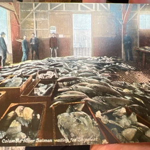 Belle carte postale colorisée antique de saumon du fleuve Columbia en attente d’expédition sur le fleuve Columbia à Washington