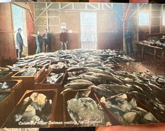 Beautiful Antique Colorized Postcard of Columbia River Salmon Waiting for Shipment on the Columbia River in Washington