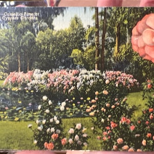 Cartão postal de linho antigo e bonito da época da camélia, Cypress Gardens em Tallahassee, Flórida
