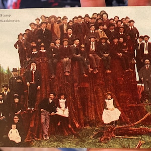 Bella cartolina antica colorizzata di cedro cedro coperto di persone a Sedro-Woolley, Stato di Washington nella Valle di Skagit