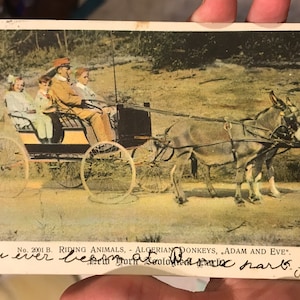 Belle carte postale antique de 1909 d’une charrette avec des ânes New York Zoo Zoological Park