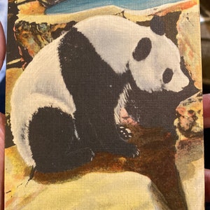 Antigo cartão postal de linho vintage de Happy the Giant Panda no Zoológico de St Louis, no Missouri