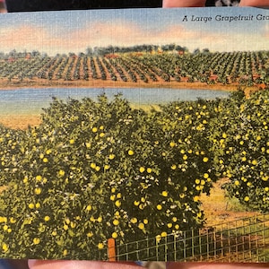 Antike Vintage Leinen Postkarte von einem großen Grapefruit Grove