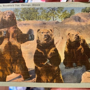 Bella cartolina di lino antica Kodiak Bears allo zoo di Brookfield a Chicago, Illinois