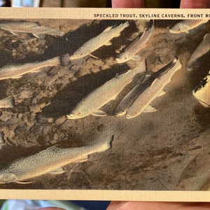 Carte postale en lin antique cool de la truite mouchetée, Skyline Caverns à Front Royal, Virginie