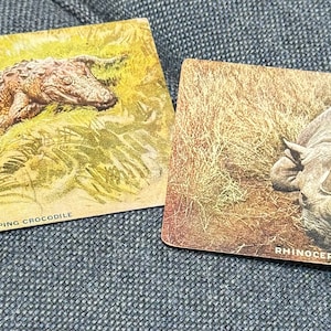 Coole Antike Vintage Postkarten Krokodil und Nashorn Nashorn ruhend