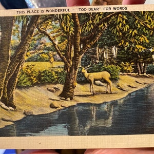 Belle carte postale antique en lin colorisé de deux cerfs et à côté d’un lac