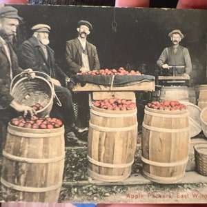 Coole antike Postkarte von Apple Packers in East Wilton, Maine 1918
