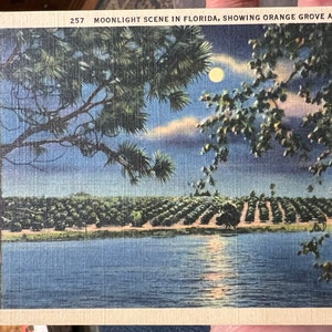 Belle carte postale en lin vintage représentant une scène au clair de lune en Floride, montrant une orangeraie de l'autre côté d'un lac