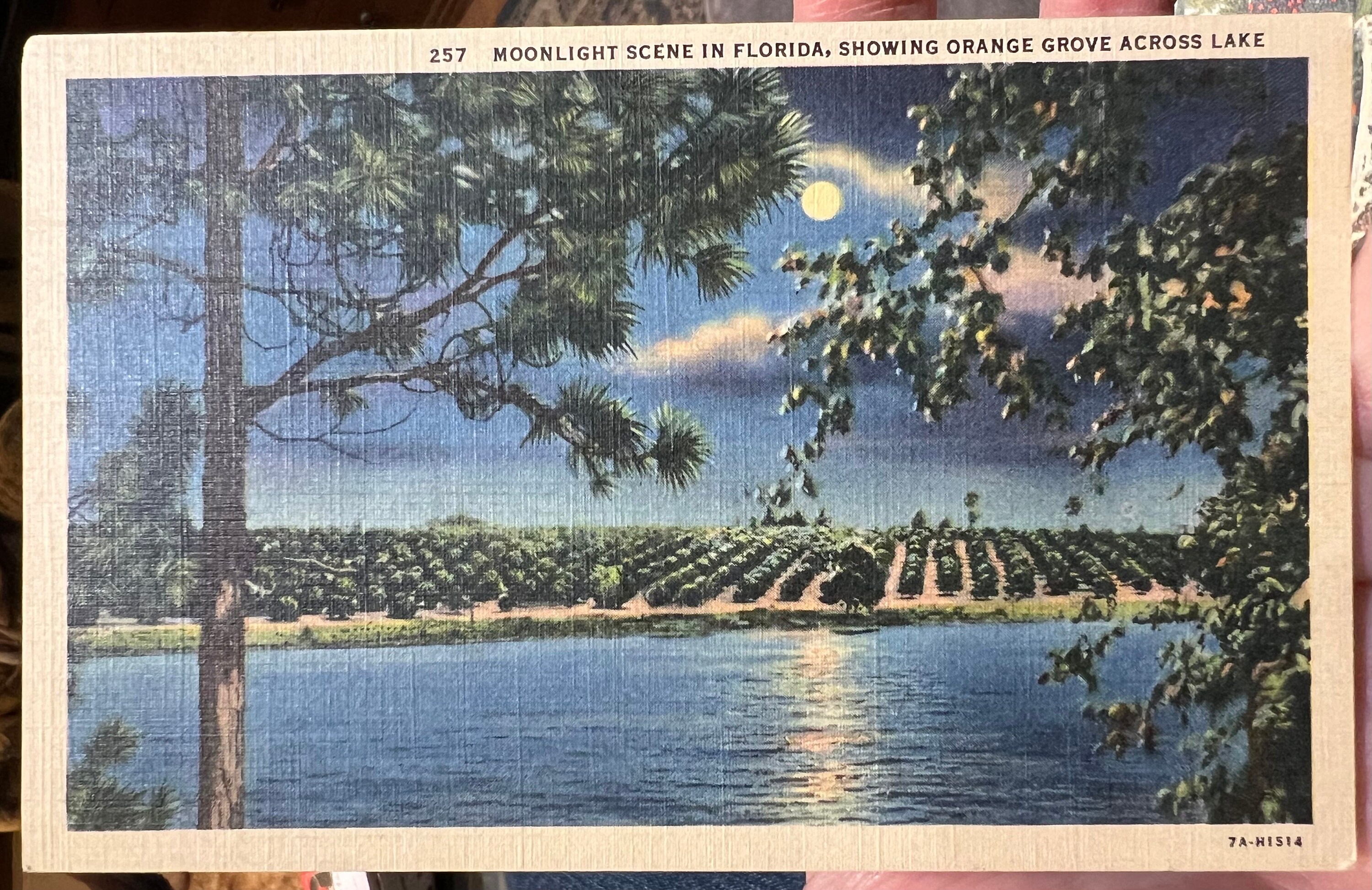 Lovely Vintage linen Postcard of Moonlight Scene in Florida Showing Orange Grove Across Lake