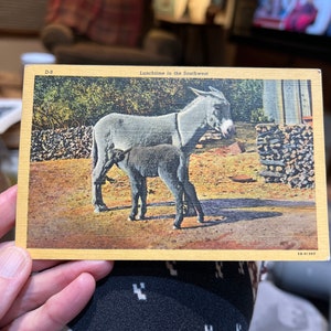 Liebling Antike Leinen Esel Fohlen Postkarte