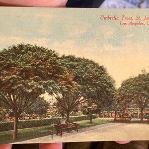 Wunderschöne Antike Postkarte von Regenschirmbäumen im St James Park in Los Angeles, Kalifornien