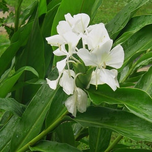1 Rhizome 4 White Butterfly Ginger Lilyhedychium Etsy 1 Rhizome 4 White Butterfly Ginger Lilyhedychium Etsy