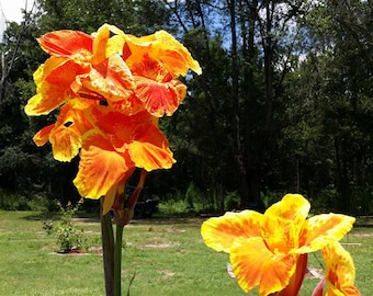 2 Bulbs tall Yellow Florence Vaughan Canna Lilly Yellow Red Orange Rhizomes 2 Bulbs tall Yellow Florence Vaughan Canna Lilly Yellow Red Orange Rhizomes