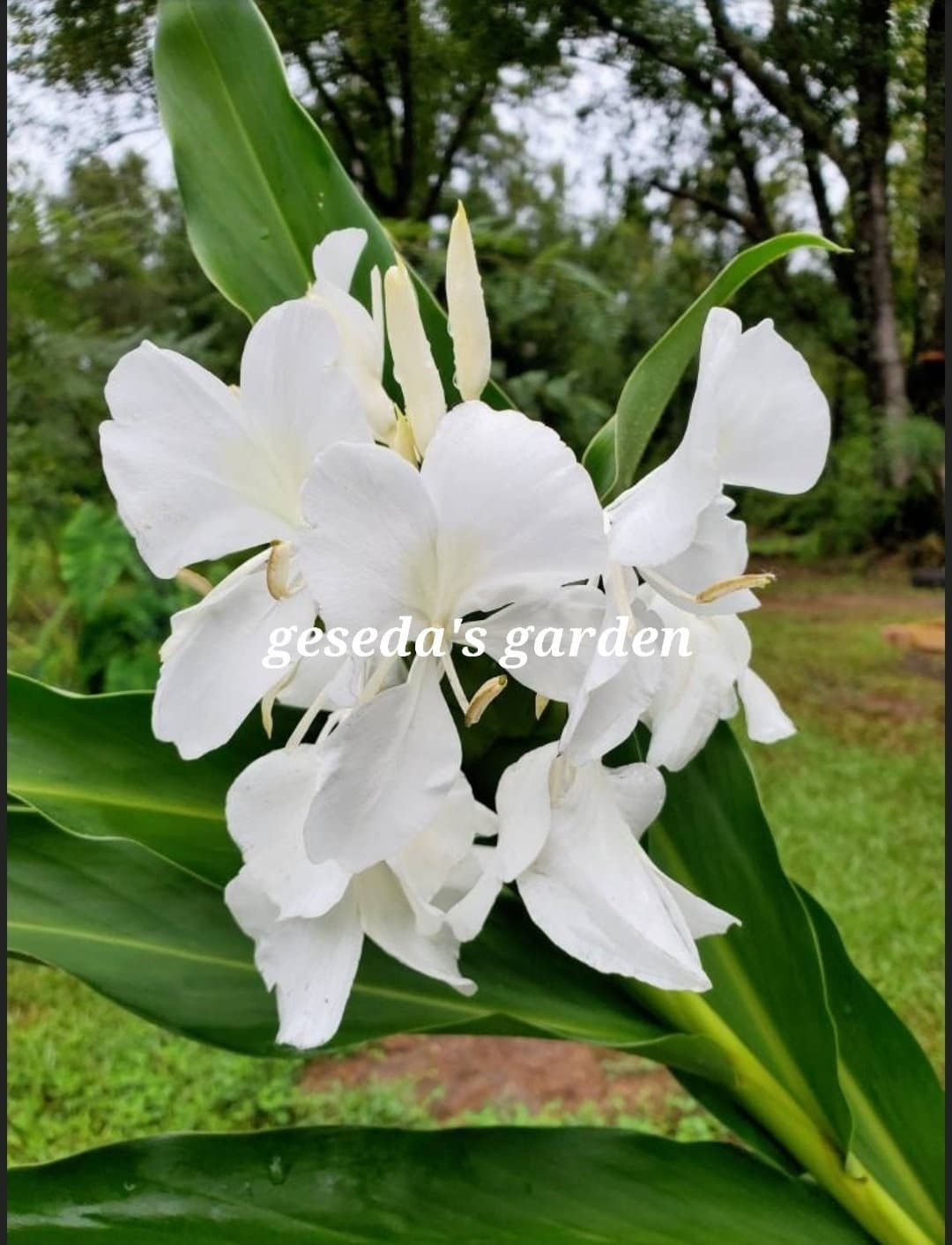 1 Rhizome White Butterfly Ginger Lilyhedychium Ginger/white Garland