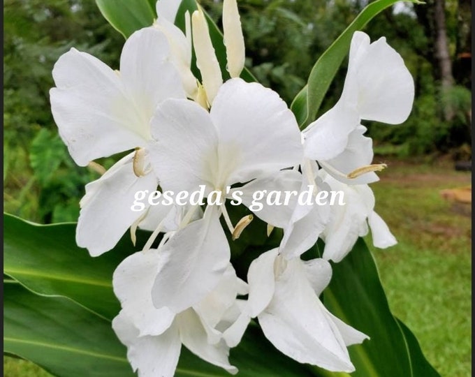 1 Rhizome White Butterfly Ginger Lilyhedychium Ginger/white Garland