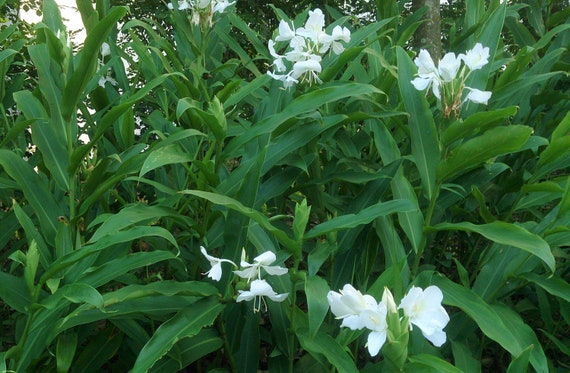 2 Rhizomes White Butterfly Ginger Lily (Hedychium Ginger/White Garland Lily) Not Plant