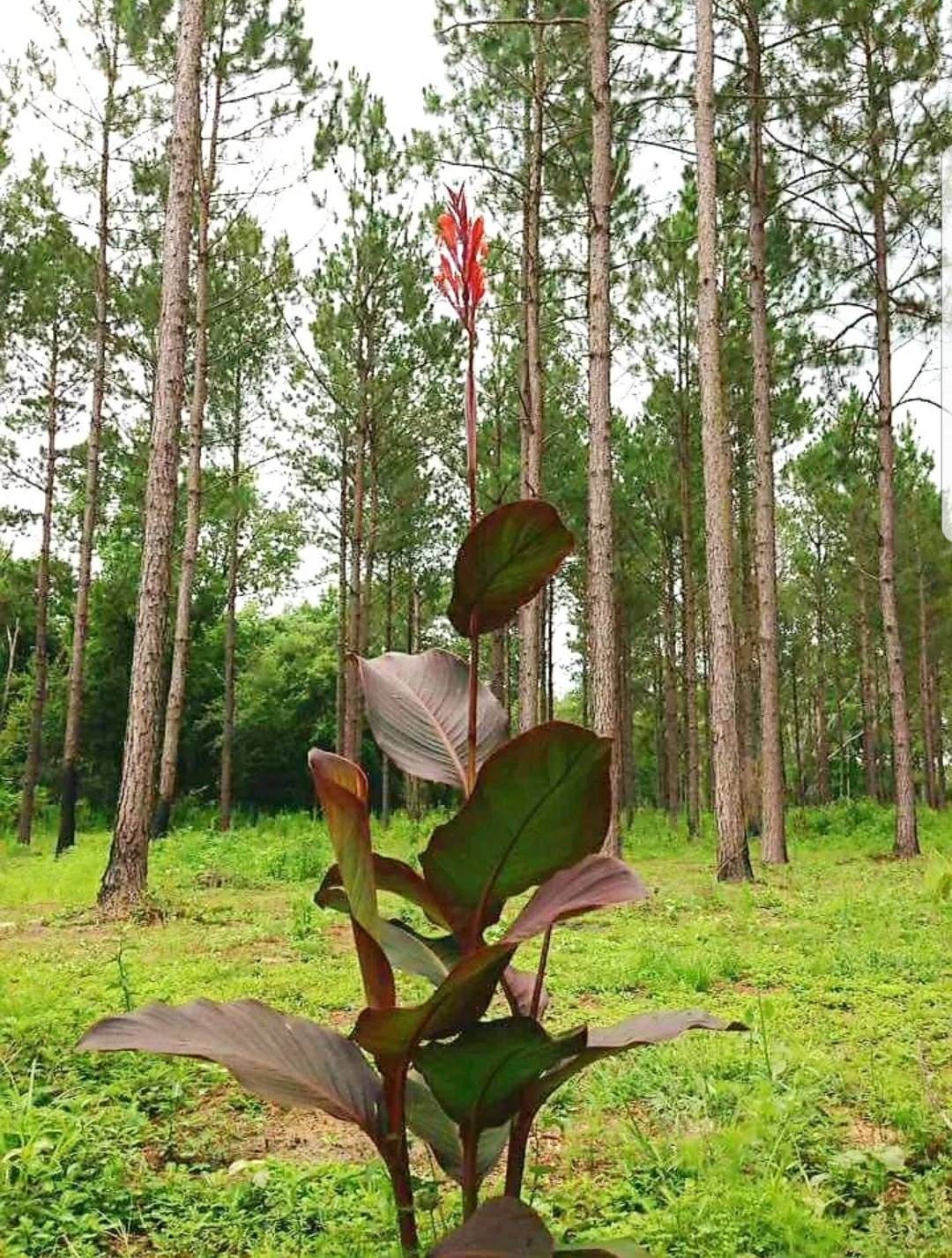 3 Rhizomes Canna Indica Russian Red Canna Lily Rhizomes Not
