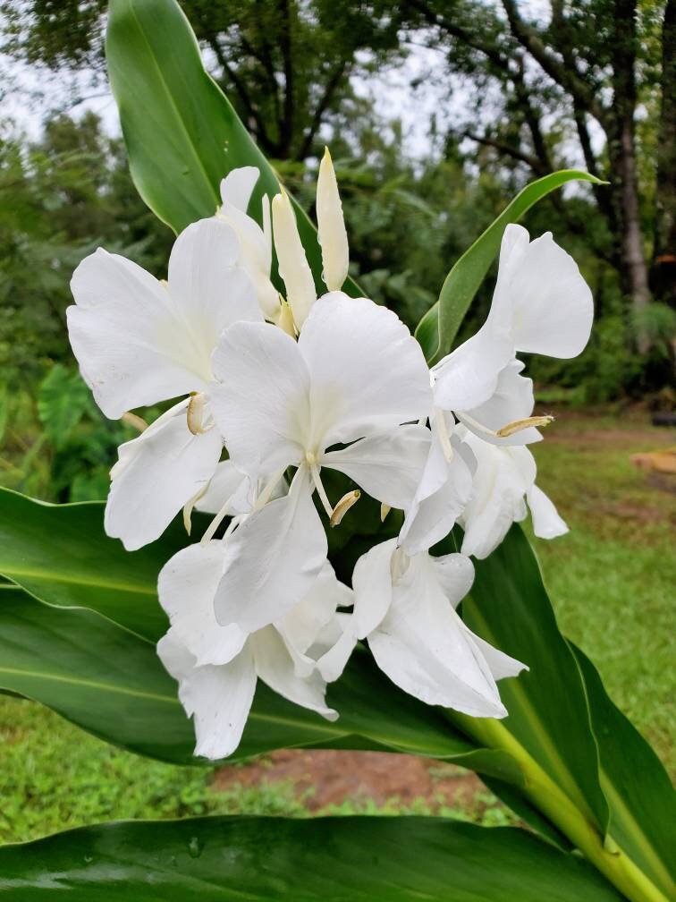 2 Rhizomes White Butterfly Ginger Lily (Hedychium Ginger/White Garland Lily) Not Plant