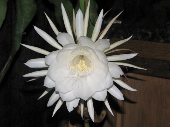 5 ROOTED CUTTINGS NIGHT BLOOMING CEREUS EPIPHYLLUM OXYPETALUM CACTUS ORCHID 6/"