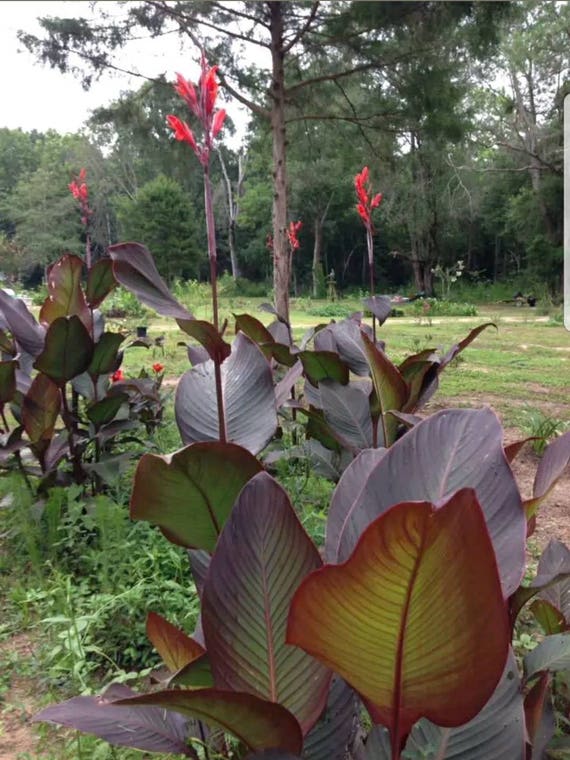 3 Rhizomes Canna Indica Russian Red Canna Lily Rhizomes Not