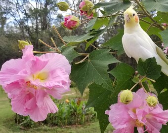 Confederate Rose Plant Etsy