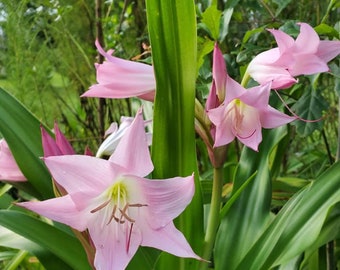 2 Bulbs Crinum Lily 'J.C. Harvey'